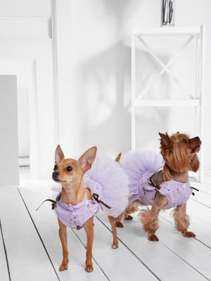 Платье для собак | 5979761