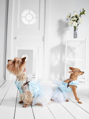Платье для собак | 5979762