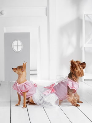 Платье для собак | 5979771