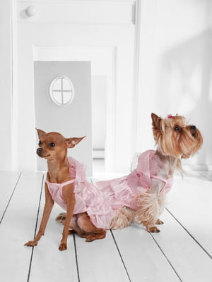 Платье для собак | 5979785
