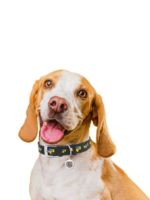Ошейник для собак с QR паспортом, рисунок "Дом" Черный 26-35 см 15 мм | 6392602