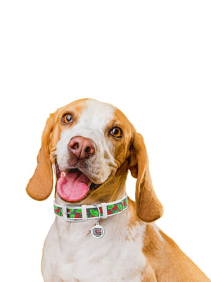 Нашийник для собак з QR паспортом, малюнок "Калина" Білий 18-24 см 12 мм | 6392618