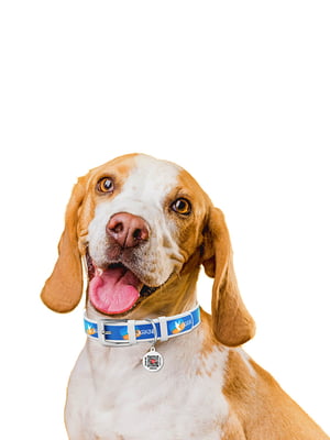 Нашийник для собак з QR паспортом, малюнок "Прапор" Білий 18-24 см 12 мм | 6392630
