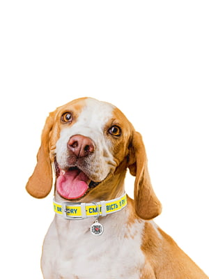Ошейник для собак с QR паспортом, Белый 18-24 см 12 мм | 6392642