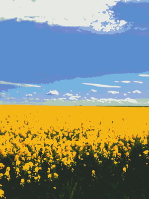 Картина за номерами "Синьо-жовте поле" (40х50 см) | 6424389