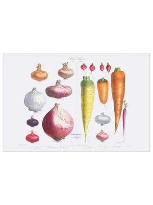 Постер цибуля, редис і морква, 118х78 см  | 6692969