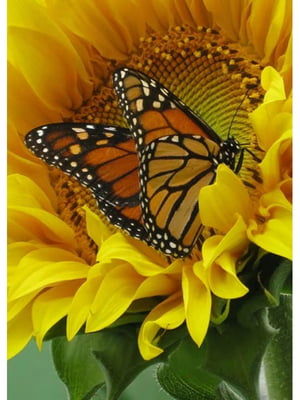 Набір для творчості алмазна картина “Частування метелика соняшником” | 6756534