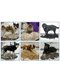 Фурмінатор для кішок і собак (4,5 см) | 2012217 | фото 2