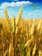 Тетрадь А-4 из серии «Мой дом — Пшеничное поле» (клетка; 192 листа) | 3482916