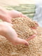 Грілка-компрес з зерном пшениці (44х46х24) | 5472463 | фото 11