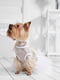 Платье для собак | 5979765 | фото 5