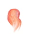 Бальзам для губ оттеночныйColor Balm Peach (4 г) | 6104180 | фото 2