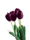 Букет із 5 тюльпанів "Тріумф" | 6194174 | фото 2