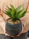 Растение штучная в горшке (22 см) | 6306073 | фото 4