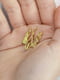 Брошка «Квітучий тризуб» (золотий) | 6327874 | фото 10
