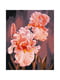 Картина по номерам "Розовые ирисы" (40х50 см) | 6355165
