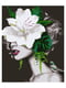 Картина по номерам Нежный цветок (50x60 см) | 6366109