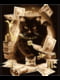 Картина за номерами Грошовий кіт (з золотою фарбою) (50x60 см) | 6366173