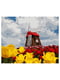 Картина за номерами Квітуча Голландія (40x50 см) | 6366371