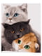 Картина по номерам Три кошки (40x50 см) | 6366381
