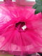 Спідниця малинова фатинова | 6367354 | фото 4