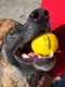 Мяч для игры с собакой "Waboba Fetch" | 6378356 | фото 4
