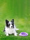Игрушка для собак Тренировочный снаряд Пуллер Миди 20 см | 6388105 | фото 10