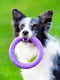 Іграшка для собак Тренувальний снаряд Пуллер Міді 20 см | 6388105 | фото 5