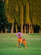 Игрушка для собак Тренировочный снаряд Puller Maxi 30 см | 6388106 | фото 6