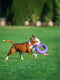 Іграшка для собак Тренувальний снаряд Puller Maxi 30 см | 6388106 | фото 8