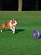 Іграшка для собак Тренувальний снаряд Puller Maxi 30 см | 6388106 | фото 9