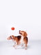 Іграшка для собак Liker 7 М'ячик для собак дрібних та середніх порід | 6388107 | фото 6