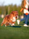 Игрушка для собак Liker 9 Мячик для собак крупных пород | 6388108 | фото 3