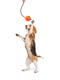 Игрушка для собак Liker Cord 5 Мячик со шнуром для щенков и собак мелких пород | 6388117 | фото 3