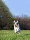 Игрушка для собак Liker Cord 5 Мячик со шнуром для щенков и собак мелких пород | 6388117 | фото 5