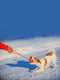 Іграшка для собак Liker Line 5 М'ячик на стрічці для цуценят та собак дрібних порід | 6388118 | фото 3