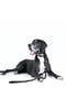 Повідець Evolutor для собак середніх та великих порід 120 см 25 мм Чорний | 6388386 | фото 5