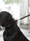 Повідець Evolutor для собак середніх та великих порід 120 см 25 мм Чорний | 6388386 | фото 6