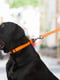 Поводок Evolutor для собак средних и крупных пород 210 см 25 мм Оранжевый | 6388389 | фото 4