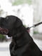 Повідець Evolutor для собак середніх та великих порід 300 см 25 мм Чорний | 6388390 | фото 7