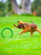 Игрушка для собак PitchDog 28 см Зеленый | 6388401 | фото 6