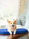 Чохол для лежанки Relax, малюнок "Собаки", розмір S, 55х40 см | 6389172 | фото 2