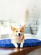 Чохол для лежанки Relax, малюнок "Собаки", розмір M, 80х55 см | 6389173 | фото 2