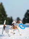Кільце для апортування PitchDog для собак, Ø17 см Блакитний | 6389194 | фото 5