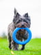 Кільце для апортування PitchDog для собак, Ø17 см Блакитний | 6389194 | фото 7