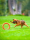 Кольцо для апортировки PitchDog для собак, Ø17 см Оранжевый | 6389195 | фото 6