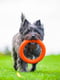 Кольцо для апортировки PitchDog для собак, Ø17 см Оранжевый | 6389195 | фото 7