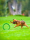 Кольцо для апортировки PitchDog для собак, Ø17 см Зеленый | 6389196 | фото 6