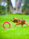 Кольцо для апортировки PitchDog для собак, Ø17 см Розовый | 6389197 | фото 6