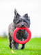 Кільце для апортування PitchDog для собак, Ø17 см Рожевий | 6389197 | фото 7